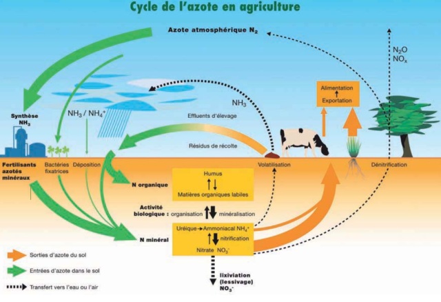 Cycle de l'azote : définition et explications