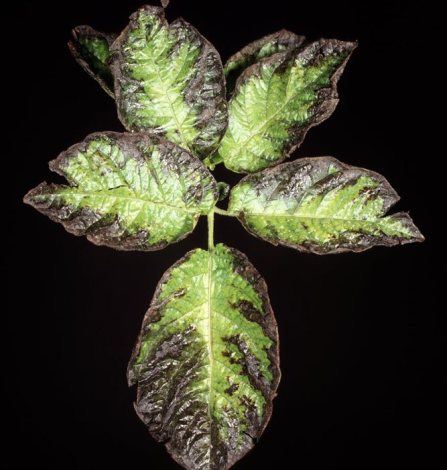 Potassium-deficiency-on-potato-leaves